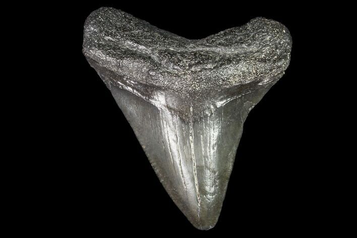 Juvenile Megalodon Tooth - Georgia #101393